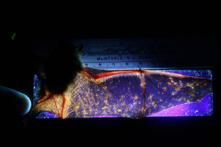 �������ճ���һֻ���аױ�֢����ɫ����tri-colored bat��������⵽��Ⱦ�ĵط�����ɫ��������²�������� Photograph by Greg Tu