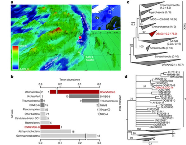 发现深海沉积物中的古细菌 为揭示复杂细胞生命演化起源带来新曙光