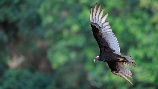 秃鹫利用发电厂散发出的气流获得升力