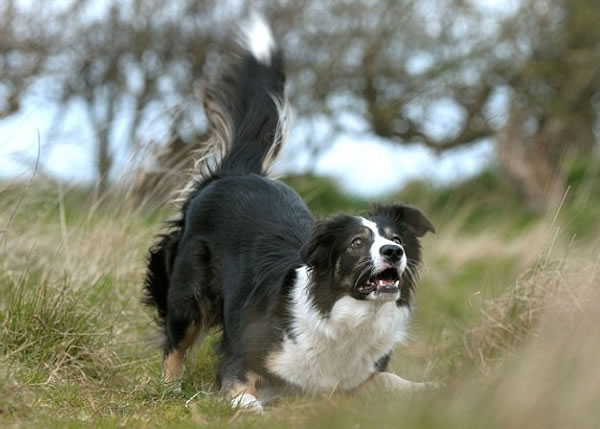 ���Գ�ʽ�ɷ������������估�Ա�