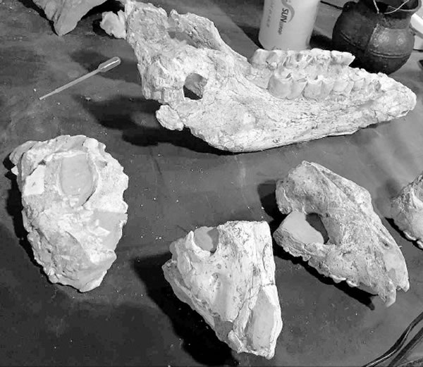 泾川县新发现300万年前古生物化石