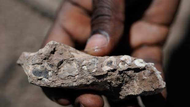非洲新发现的化石证明330万年前多个人类物种曾共存