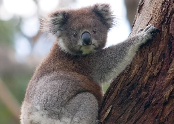 澳洲昆士兰省政府把东北部树熊列为濒危物种