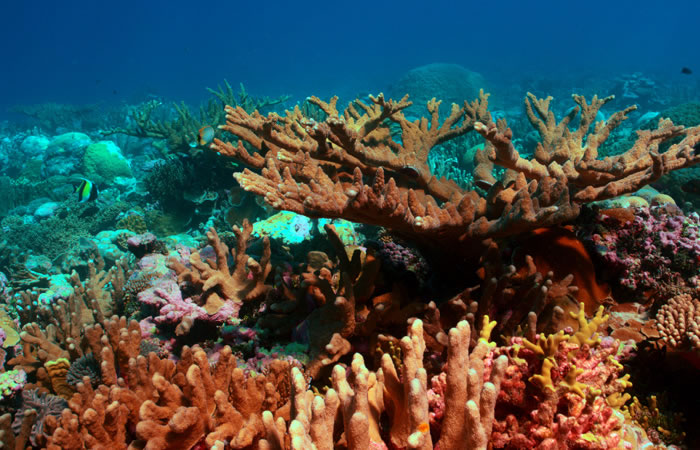 古巴海域成珊瑚礁研究新圣地