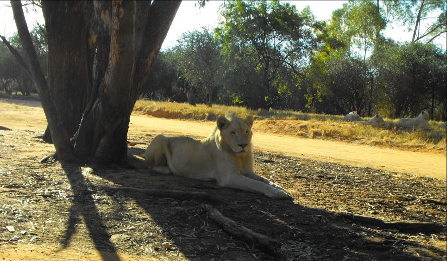 狮子园区内的狮子