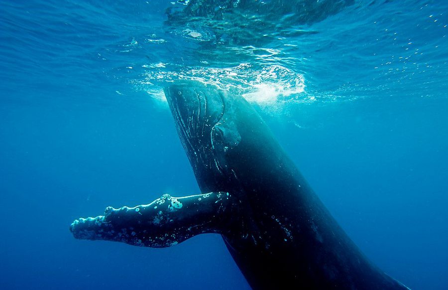 澳大利亚国家地理野生纪录片探险队拍摄到座头