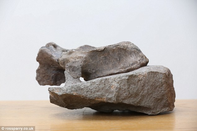 如图所示,这块脊椎骨属于一种蜥脚类恐龙,发现地点位于海岸悬崖壁下方,目前尚未发现其它的恐龙骨骼属于同一物种。