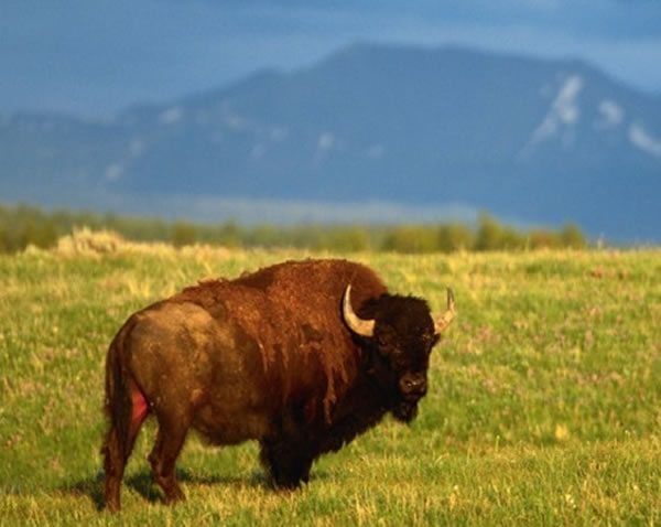 �����˵��û�ʯ��԰Ϊ�ۿ�Ұţ