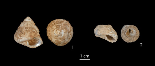 来自Ksar Akil遗址的蜗牛壳