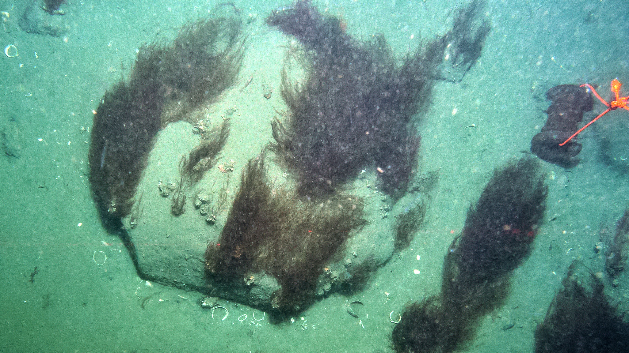 《海洋多样性记录》杂志网络版:北极峡湾深处发现褐色巨藻