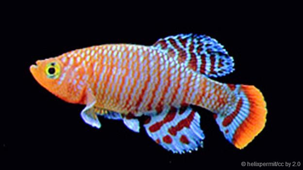 㡱һ࿴ȥۣ峤һֻм׵Сࡣеĺܶŷǳ޵ɫʣΪ㱻ˮǳͨ