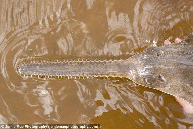 目前,研究人员对野生锯鳐进行DNA指纹分析,结果显示3%是单性生殖,这是首次证实野生环境中脊椎动物存在单性生殖现象。