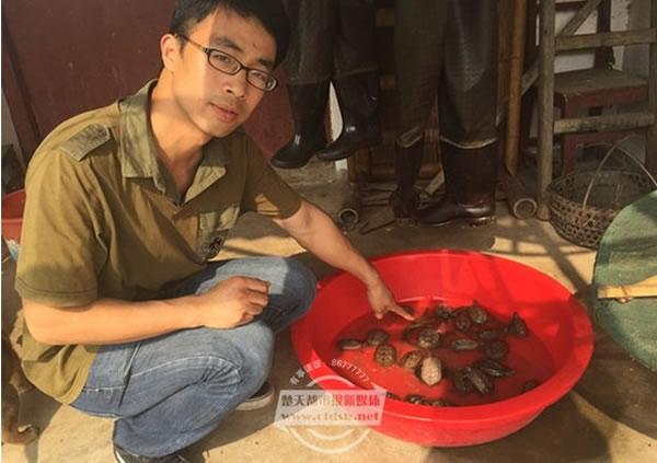 民众在湖边散步,捡到许多乌龟。