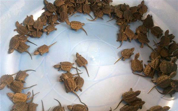 专家认为出现大量乌龟,系因于中外乌龟混战。