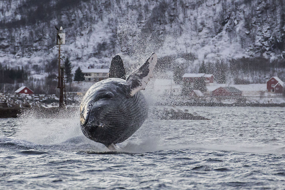 挪威海岸拍摄到40吨重座头鲸跃出水面空中翻滚