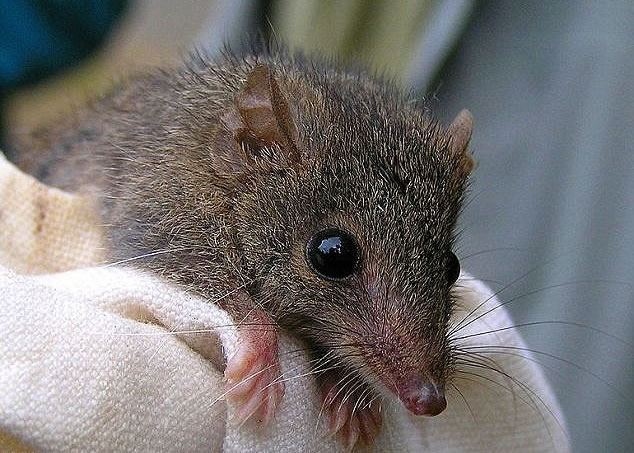 新发现的袋鼩有疯狂交配的习惯