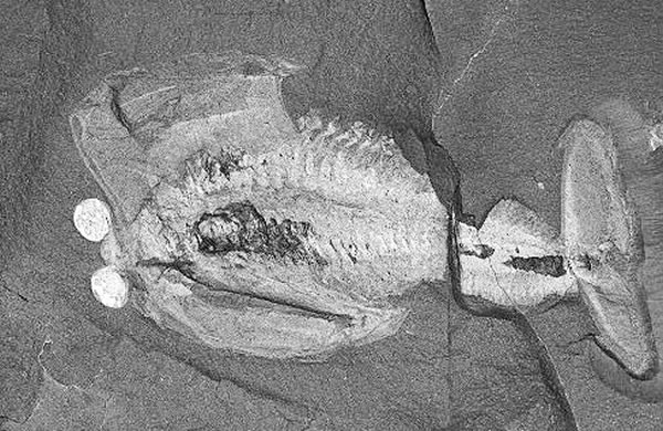 ��ѧ�ҷ�����֪����϶�����Ի�ʯ ���5�ڶ���