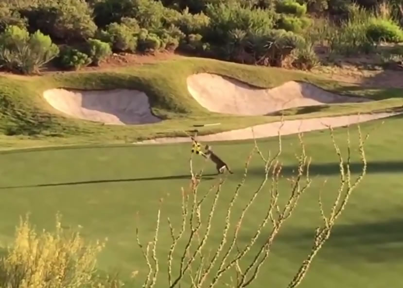 ɽʨ��ֻ��èһ��������˵�������������ֺ���