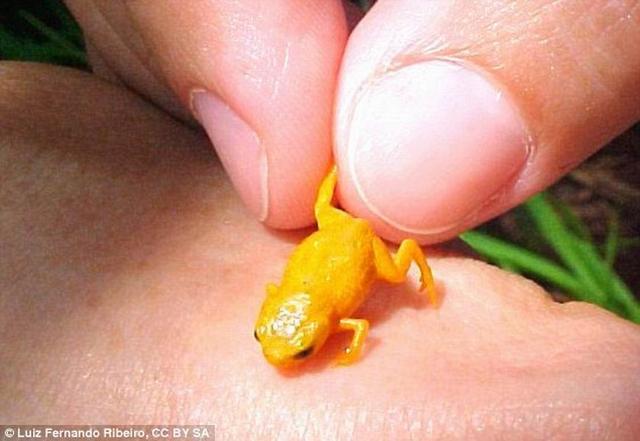 科学家在巴西大西洋雨林发现7种可爱的青蛙,每一种青蛙身体都不及拇指指甲大小