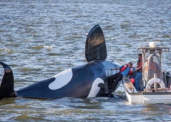 大浪令整条电动杀人鲸翻侧
