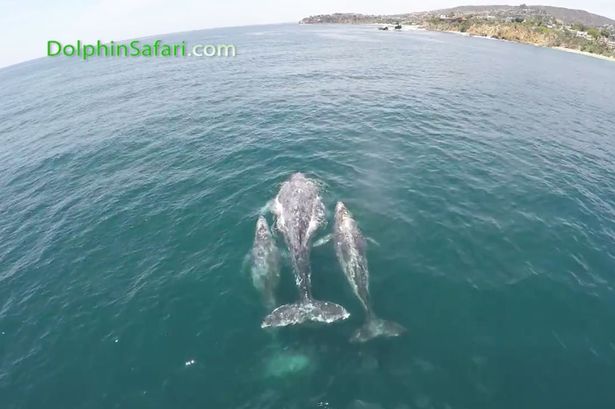 小鲸鱼伴在妈妈旁边的情景十分罕见