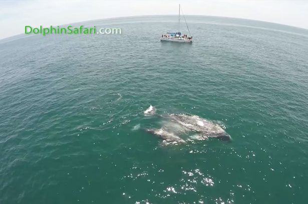 灰鲸妈妈既要喂哺,亦要保护小鲸鱼。