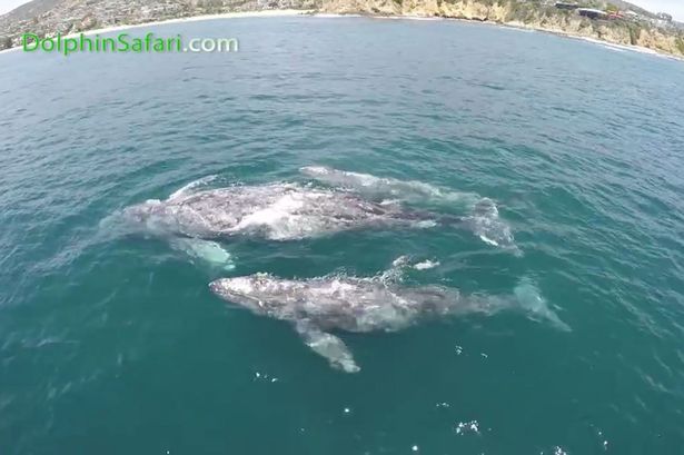 两小鲸有如左右护法