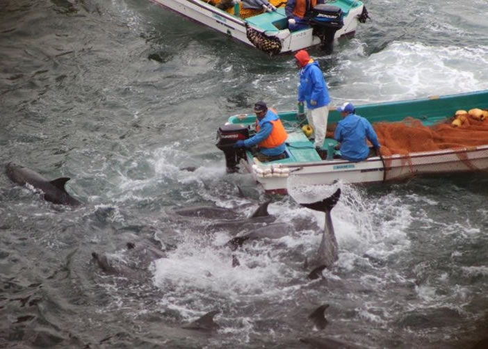 太地町围捕海豚的做法一直备受争议