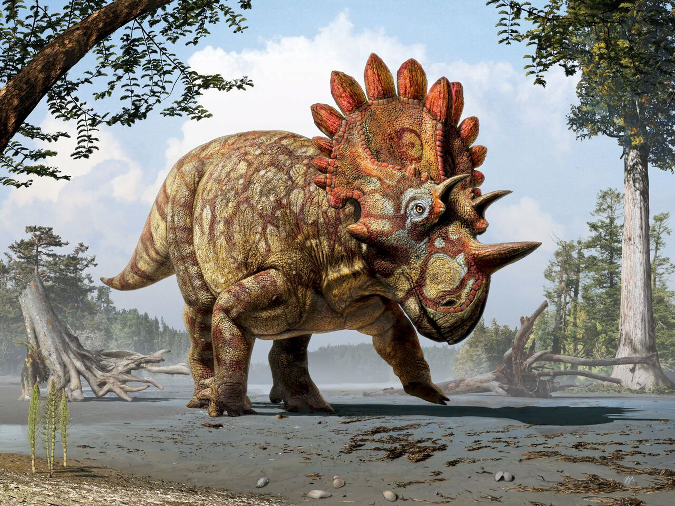Regaliceratops peterhewsiԭͼ