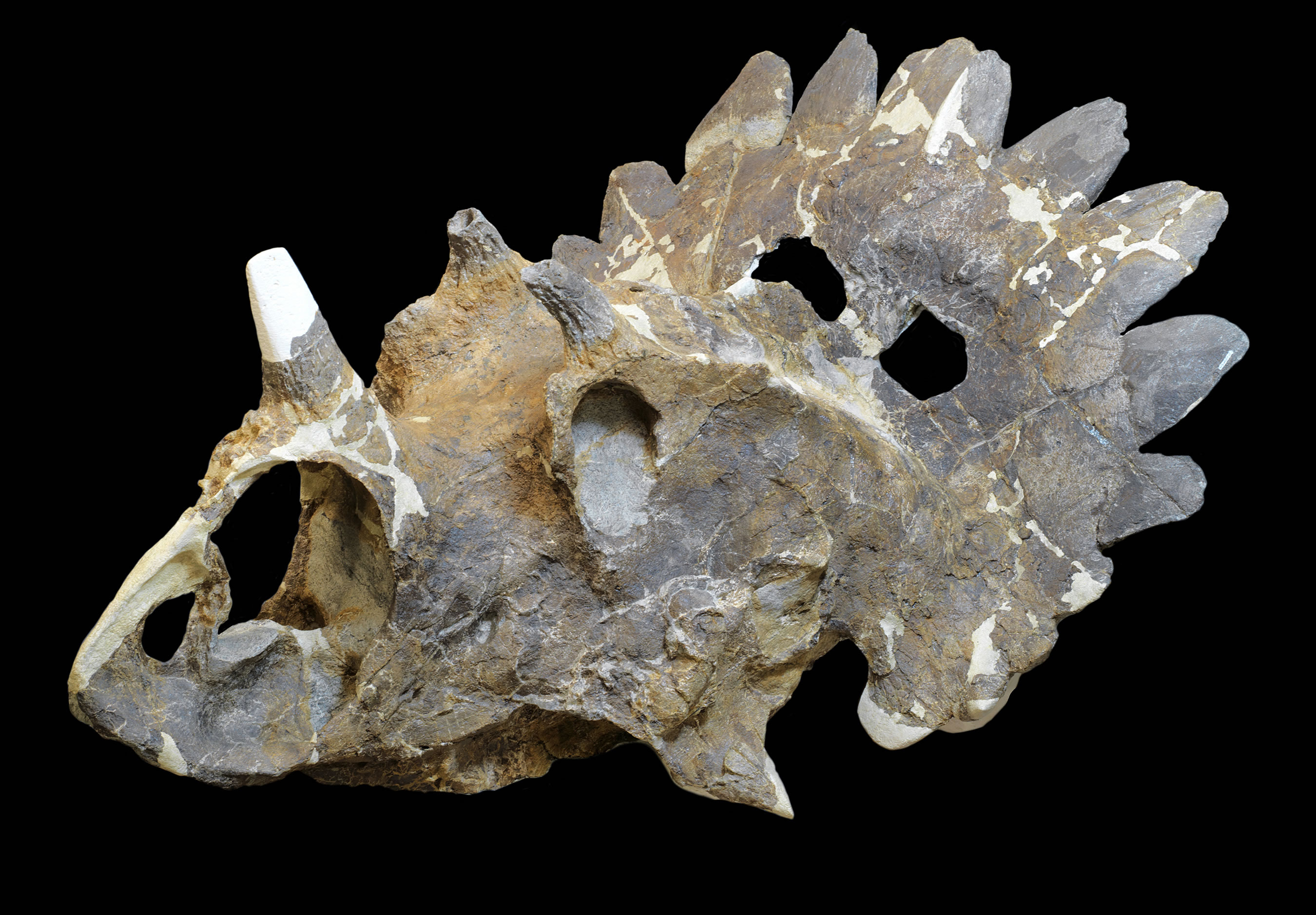 恐龙新物种Regaliceratops peterhewsi化石