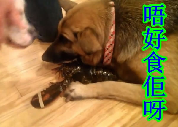 ɳ�׽���Ϻ�������뻳��