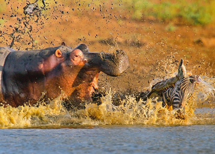 河马妈妈先发制人攻击鳄鱼