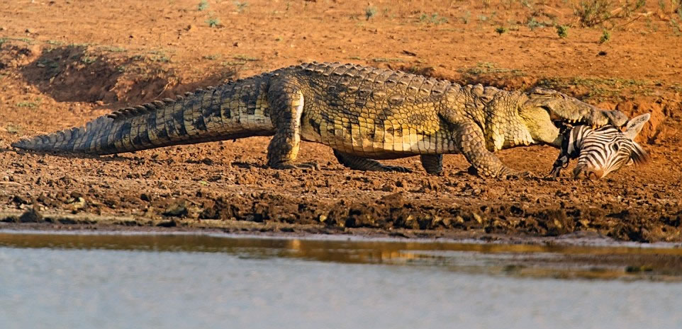 鳄鱼本来咬着斑马头,准备吃大餐。