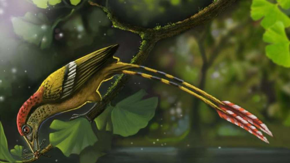 巴西发现最完整的来自早白垩世冈瓦纳大陆的鸟类化石样本