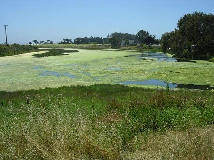 人类活动造成的效应和气候效应都可能调控沿海河口的鱼种场的健康