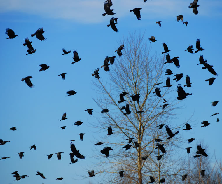 研究发现乌鸦大脑的神经元会对物体的数量做出响应