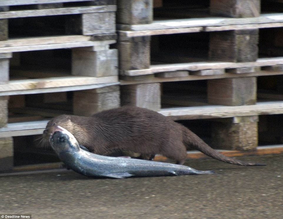 苏格兰水獭上船偷鲑鱼