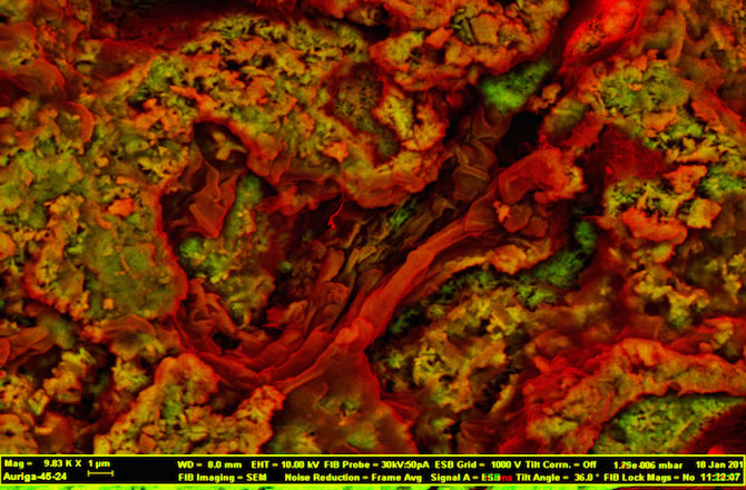 7500万年前白垩纪恐龙骨头化石中发现类似红细胞的结构和类似胶原蛋白的纤维