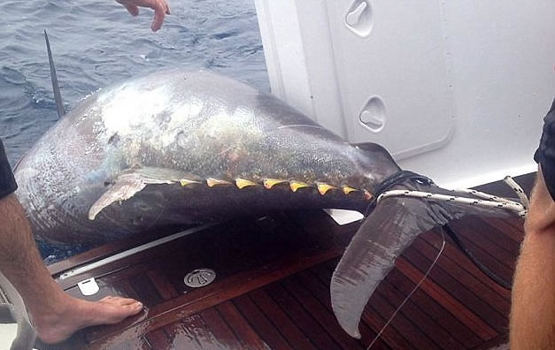 当时帕斯科出动九牛二虎之力,终钓起吞拿鱼。