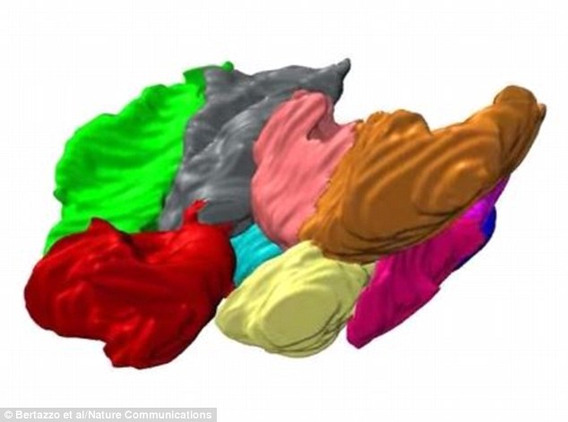 图为对化石里发现的红细胞的扫描电子显微镜图片里的3D重建。