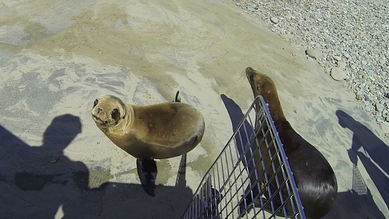 海狮幼崽搁浅的主要原因是缺乏食物