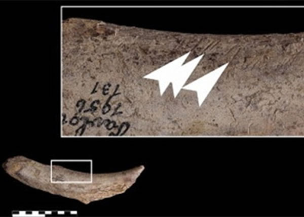 骸骨的切割痕迹显示,旧石器时代人类曾大规模捕杀长毛象。