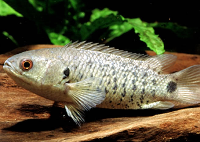 攀鲈是一种能于陆地上不死的怪鱼