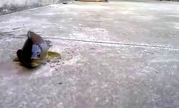 攀鲈可于陆地上活上数日至数周