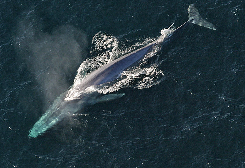 鲸鱼的舌和嘴中的神经可以延展至原先长度的1倍以上