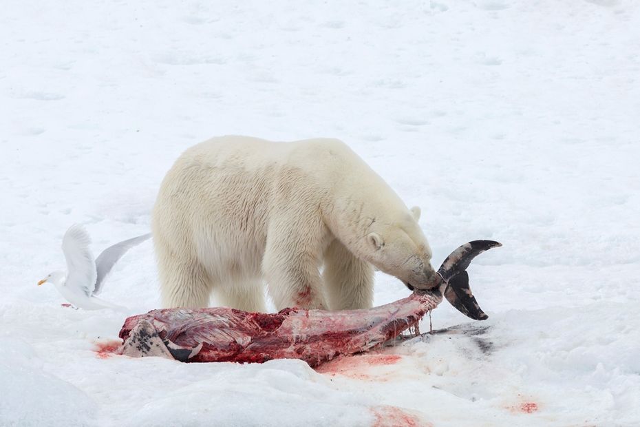 挪威科学家首见北极熊吃海豚