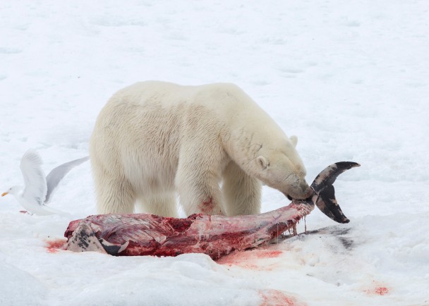 北极熊把海豚作为粮食