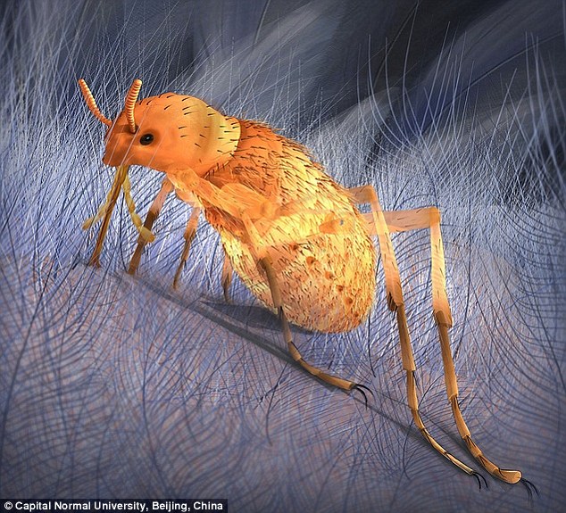 恐龙跳蚤比现代跳蚤体型大10倍:如果现代跳蚤令你十分抓狂,那么寄生在恐龙身体上的跳蚤会令你感到恐惧!最大的雌性恐龙跳蚤体长为20.6毫米,雄性体长14.7毫米,