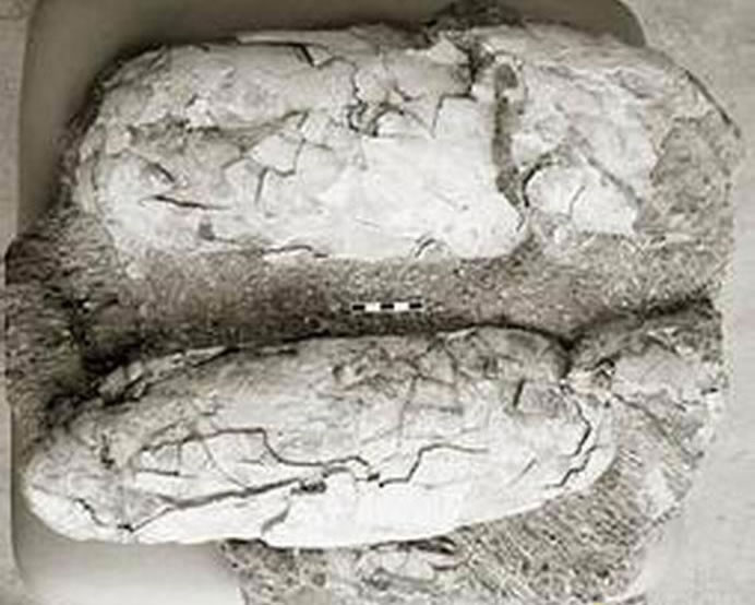 最大的恐龙蛋长度为45厘米:上世纪90年代,蒙古境内发现一枚恐龙蛋,长度达到45厘米,是迄今发现最大的恐龙蛋,但是与庞大的成年恐龙身体,恐龙蛋还是很小的。