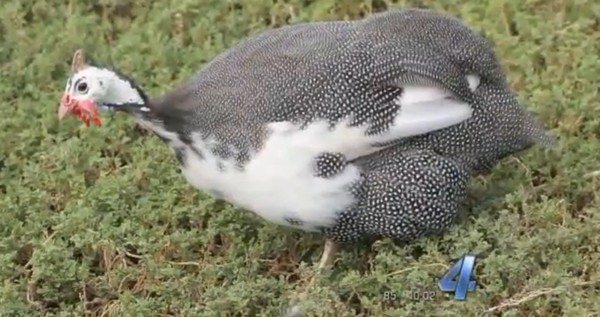 ��������Ϊ6ֻ���鼦�����185���ִ��߿�����